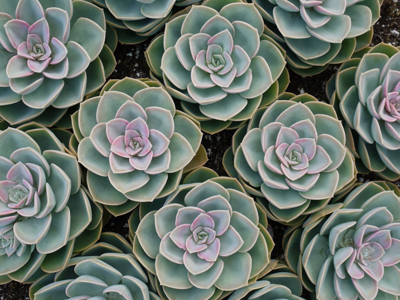 gallery-03 Detailed image of Echeveria succulent rosettes showcasing nature's geometric patterns.