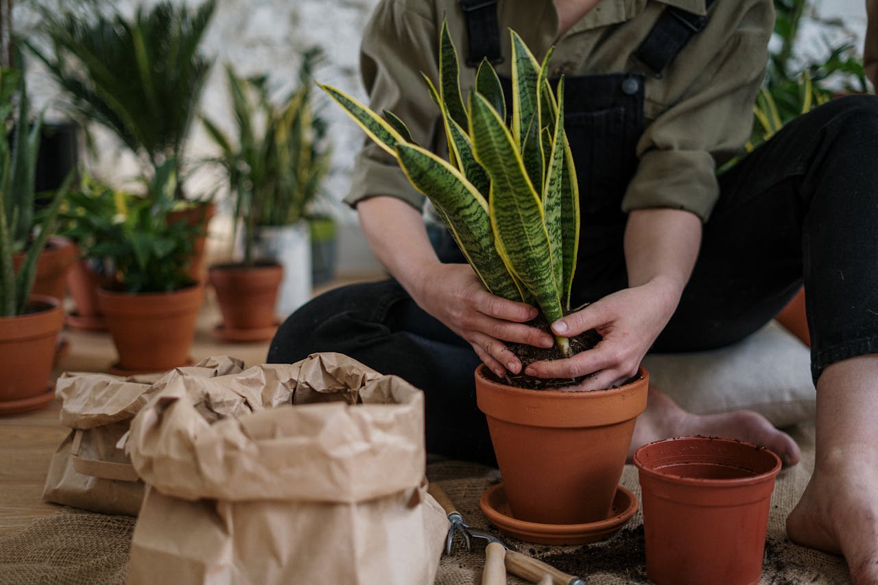gallery-02 Close-up of a person potting a snake plant indoors, focusing on home gardening.